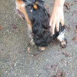 Foto de perro encontrado en Andernos Les Bains