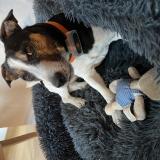 Foto de perro perdido en Bourg Saint Maurice