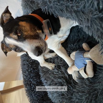 Foto de perro perdido en Bourg Saint Maurice