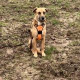 Foto de perro perdido en Mont Saint Aignan