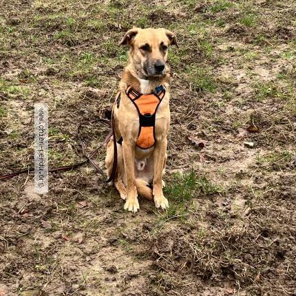 Foto 1/1 Billie Chien perdido en Mont saint aignan