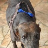 Foto de perro perdido en Fort De France