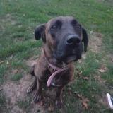 Foto de perro perdido en Janze