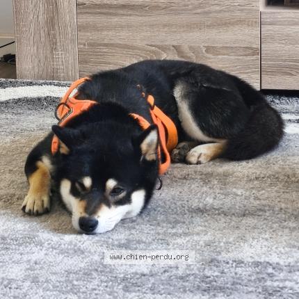 Foto 1/1 Snow Chien perdido en Cuttoli corticchiato