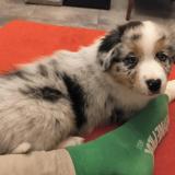 Foto de perro perdido en Decines Charpieu