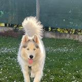 Foto de perro perdido en Saint Leu D Esserent