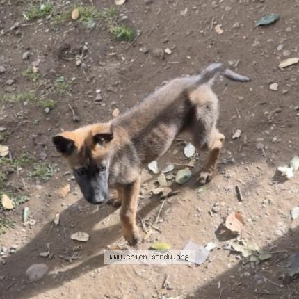 Foto 1/1 Loky Chien perdido en Murets