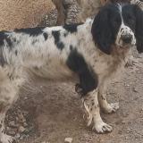 Foto de perro perdido en Portiragnes