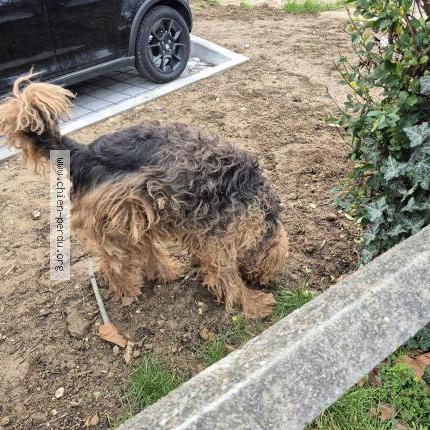 Foto 1/1 Perro encontrado Encontrado en Villejuif