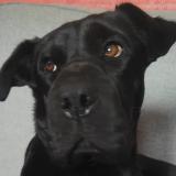 Foto de perro perdido en Massieux Civrieux