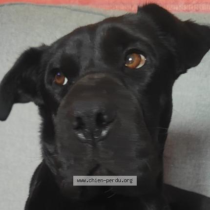 Foto 1/1 Popy Perro perdido en Massieux civrieux