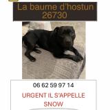 Foto de perro perdido en La Baume D Hostun