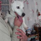 Foto de perro encontrado en Allonnes