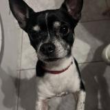 Foto de perro perdido en Eloise