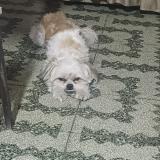 Foto de perro perdido en Lima