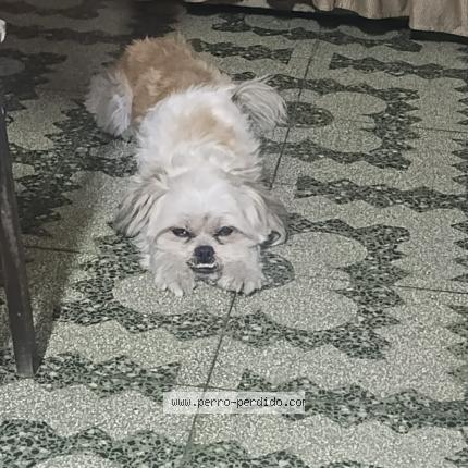 Foto 1/1 Dulce Chien perdido en Lima