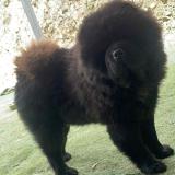 Foto de perro perdido en Hampigny