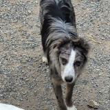 Foto de perro perdido en Vabre Tizac