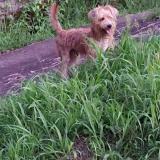 Foto de perro perdido en Le Robert