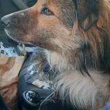 Foto de perro encontrado en Rougiers