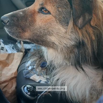 Foto de perro encontrado en Rougiers