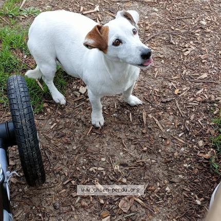 Foto 1/1 Perro encontrado Encontrado en Marseille