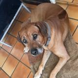 Foto de perro perdido en Saint Louis