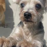 Foto de perro perdido en Santo Domingo Oeste