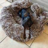 Foto de perro perdido en Louviers Haute Normandie