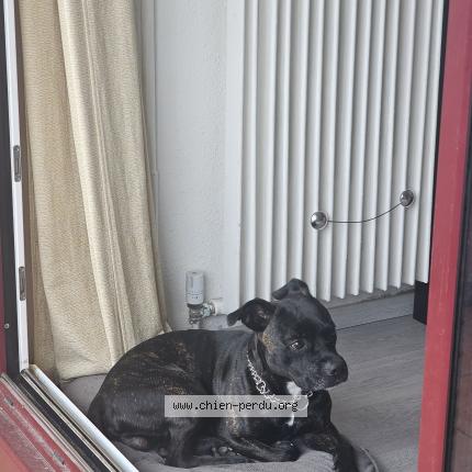 Foto 1/1 Simba Perro perdido en Mouans sartoux