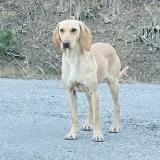 Foto de perro encontrado en Gap