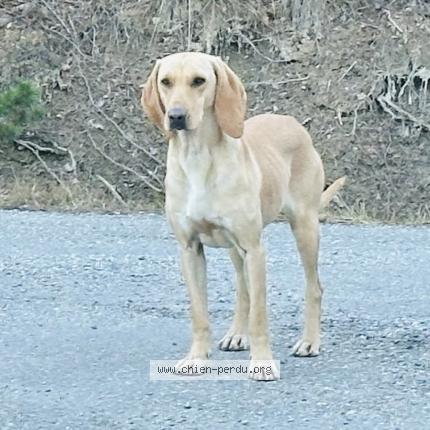 Foto 1/1 Perro encontrado Encontrado en Gap