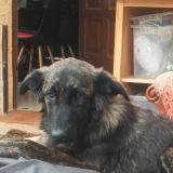 Foto de perro perdido en Cagnes Sur Mer