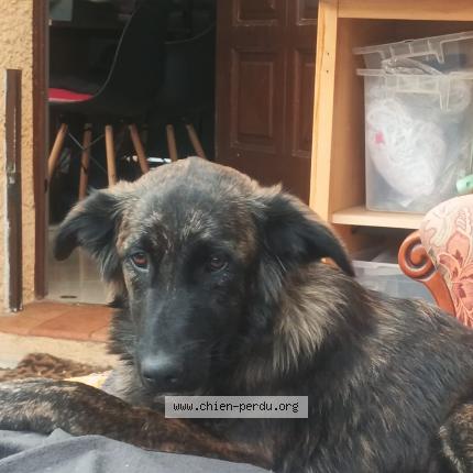 Foto 1/1 Perro encontrado Perdido en Cagnes sur mer