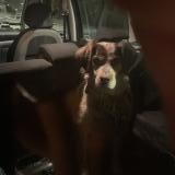 Foto de perro encontrado en Wasquehal