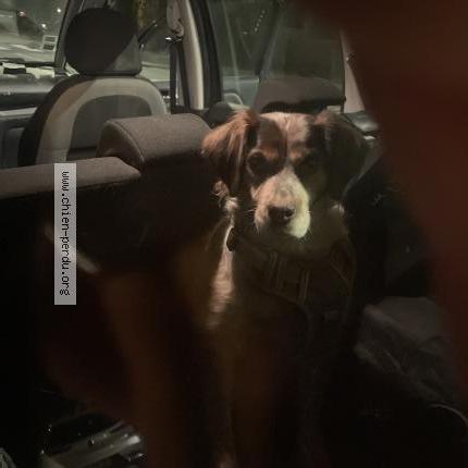 Foto de perro encontrado en Wasquehal