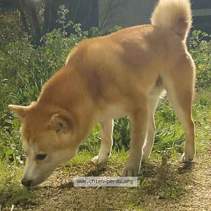 Foto de perro encontrado en Chateaurenard