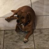 Foto de un perro reunido en Saint Andre