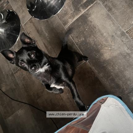 Foto 1/1 Perro encontrado Encontrado en Ternay