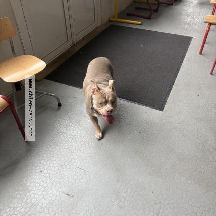 Foto 1/1 Perro encontrado Encontrado en Corbeil essonnes