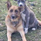 Foto de perro perdido en Saint Avertin