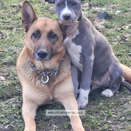 Foto 1/1 Bella Perro perdido en Saint avertin