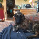 Foto de perro perdido en Cagnes Sur Mer