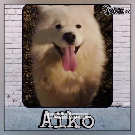 Foto 1/1 Aiko Chien perdido en Agen