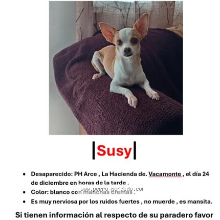 Foto 1/1 Susy Perro perdido en Arraijan