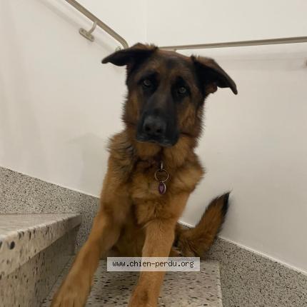 Foto de perro encontrado en Arles