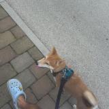 Foto de perro perdido en Saint Andre Les Vergers