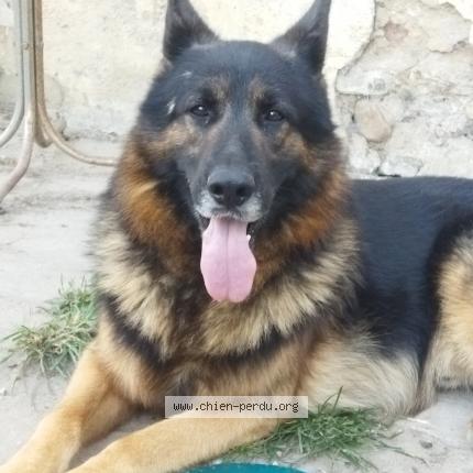 Foto de perro perdido en Arsague