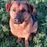 Foto de perro perdido en Livre La Touche