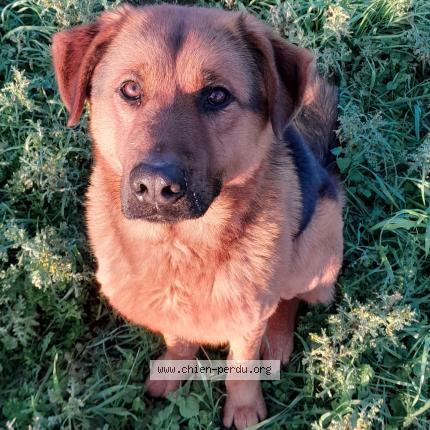 Foto 1/1 TogoTogom Chien perdido en Livre la touche